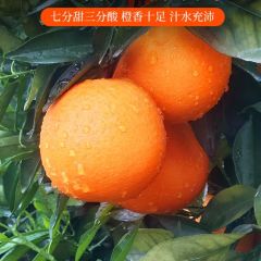 美国进口新鲜当季水果甜橙手剥橙子脐橙整箱礼盒 4个