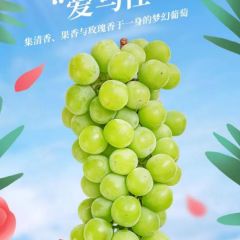 云南阳光玫瑰葡萄/提子 香印青提 1.5kg礼盒装 2-3串/箱 新鲜水果